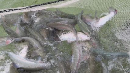 打“特色牌”，做“水文章” 魚蝦滿塘皆是景的水產養殖新圖景