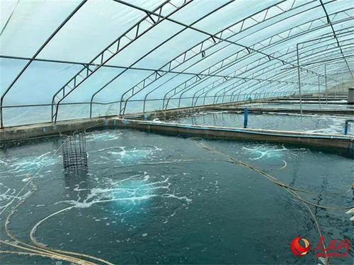 沙漠與鹽堿地崛起海鮮工廠，海水魚安家新大陸