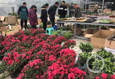 市民花市選“年貨” 春節(jié)花卉銷售火爆，禮品花卉走俏市場