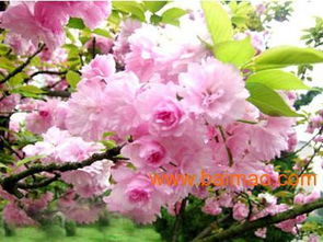 濰坊國慶菊優(yōu)質(zhì)貨源尋蹤 批發(fā)生產(chǎn)廠家、價(jià)格及禮品花卉銷售指南